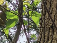 -上海佘山国家森林公园天马山园