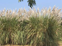 -盘龙城国家考古遗址公园