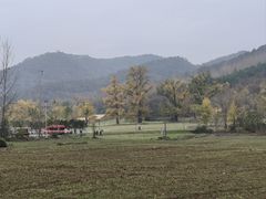 -千年银杏谷文化旅游区