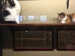 -猫咪博物馆(顶澳仔猫街店)