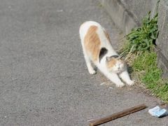 -鞠氏黑芝麻糊(水塔店)