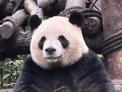 -都江堰中华大熊猫苑