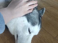 parda-Husky Go! 哈士奇体验馆·宠物咖啡厅狗咖