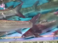 -江杨农产品批发市场