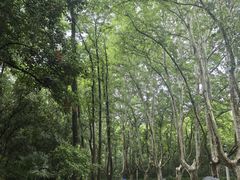-灵谷景区