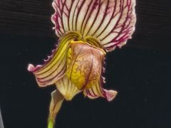 -北京植物园-展览温室