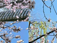 -桃花堤公园
