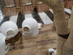 -袖虎·猫馆(体育西路店)