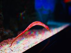 -暹罗海洋世界