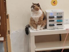 -滚猫咖啡·猫咖·猫友好撸猫(未来城店)