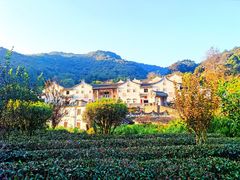-雁南飞茶田景区