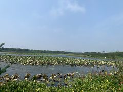 -上海海湾国家森林公园