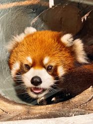 -Zoolung Zoolung动物主题公园(海信广场店)