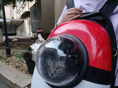 -伟伟宠物医院·瑞派猫友好医院·猫科(光谷店)