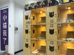 -小猫来了猫舍(福田店)