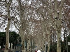 -武汉大学-樱园