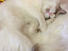 -糯米喵星人总部直营旗舰店·猫舍·幼猫出售