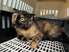 -纳吉亚猫专科动物诊疗中心(蒋宅口分院)