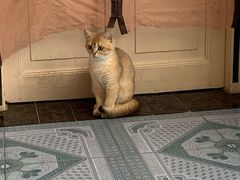 -东方名猫馆·英短金渐层布偶猫舍(环线广场1号楼店)