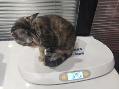 -伟伟宠物医院·CT影像中心·瑞派犬猫综合性门诊(汉口总院)