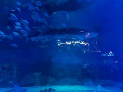 -烟台海昌鲸鲨海洋公园