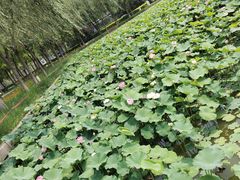 -廊坊文化艺术中心