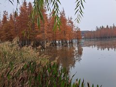 -白鹭湾湿地公园