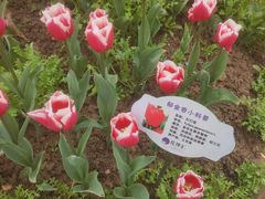 -花博汇(知音花月夜)