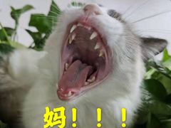 -李小姐の猫咖啡馆(五角场店)