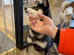 -南京Hallo宠物乐园·哈罗犬舍·柴犬繁育基地
