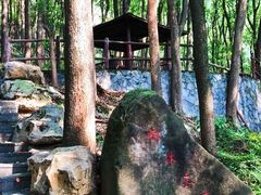 -铁山坪森林公园