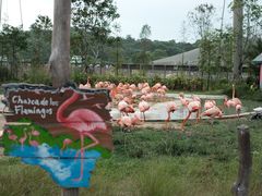 -新加坡飞禽公园