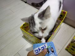 -喵的天空名猫咖啡馆·撸猫·猫舍·用品