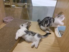 -屋虎猫馆(宝安大仟里店)