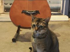 -旅程琴行吉他培训·吉他专卖