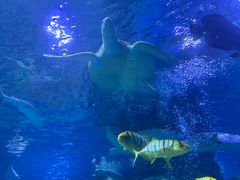 -太平洋海底世界