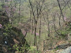 -天女山森林公园