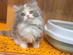 -欣宠猫屋·矮脚拿破仑·蓝金金渐层