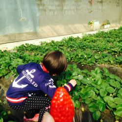 -蓝呗呗蓝莓草莓采摘园(通州区马驹桥店)