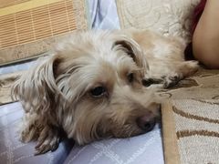 -汪记鲜鱼糊汤粉(沈阳路总店)