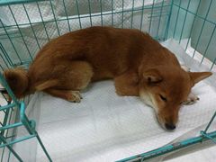 -瑞派·关忠动物医院·异宠专科·犬猫肿瘤·皮肤专科(望京店)