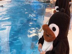 -帝企鹅自助餐厅•儿童岛•真企鹅(长隆企鹅酒店)