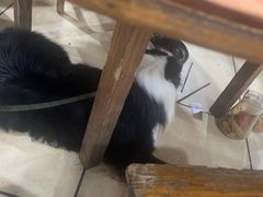 -瑞鹏宠物医院·骨科·猫科·内科(第一中心)