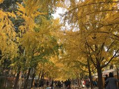 -三里屯东五街银杏大道