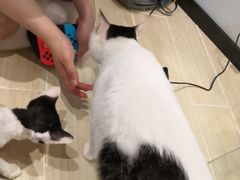 -momokira米努特·德文卷毛猫·棉花面纱犬