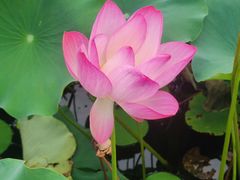 -莲花池公园