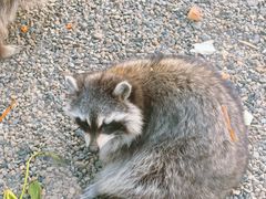-秦皇岛野生动物园