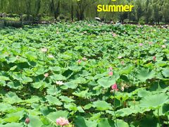 -莲花池公园