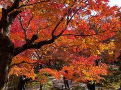 -常寂光寺