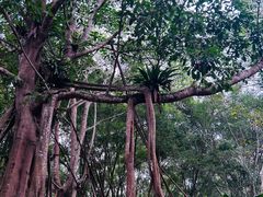 -中国科学院西双版纳热带植物园